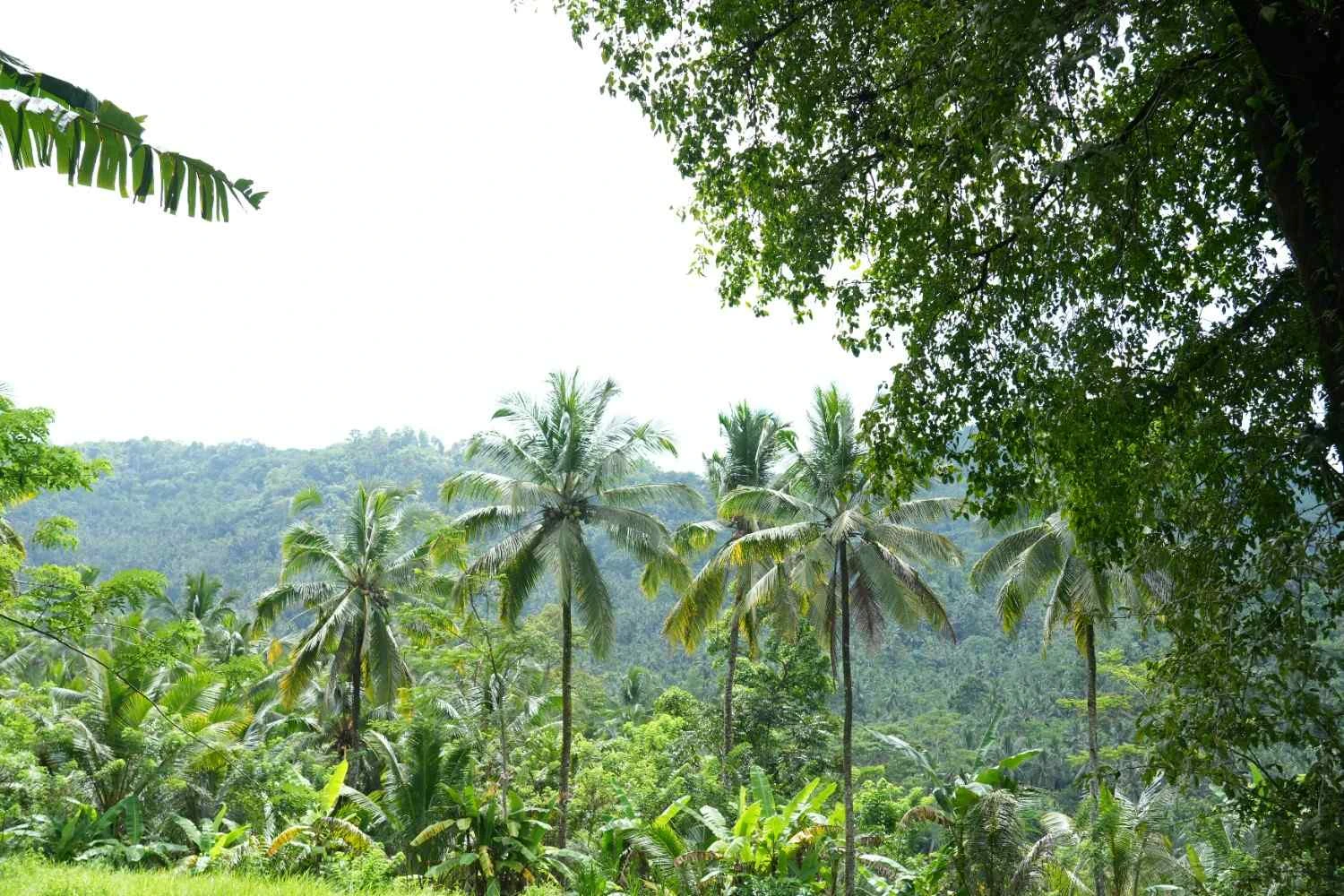 Cycling in Sidemen Bali